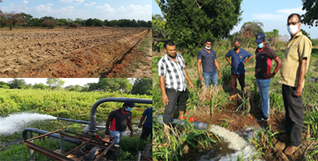 Nikaweratiya farm during Covid-19