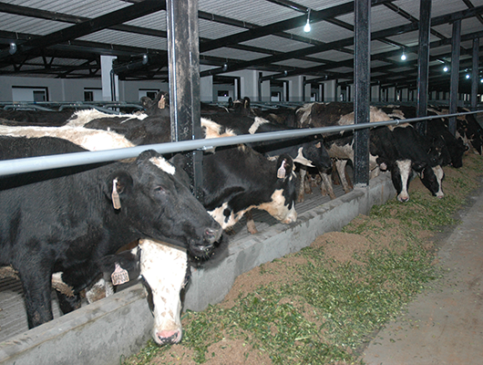 Available Cattle