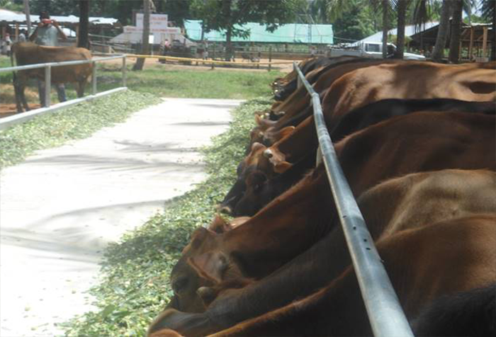 Galpokuna farm