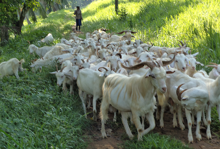 Kottukachchiya Farm