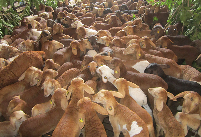 Kottukachchiya Farm