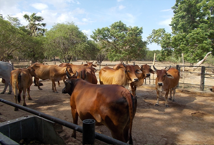 Koulwewa farm