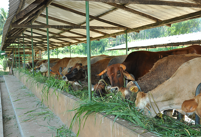 Melsiripura Farm