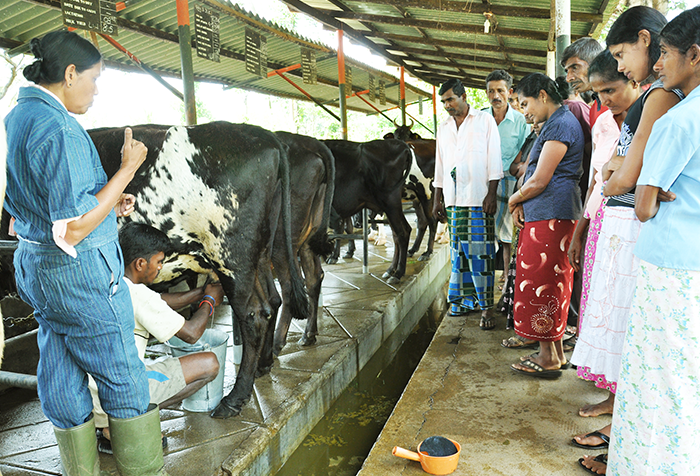 Melsiripura Farm