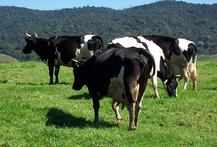 ManikPalama Farm