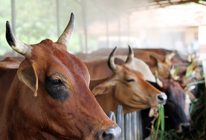 Melsiripura Farm