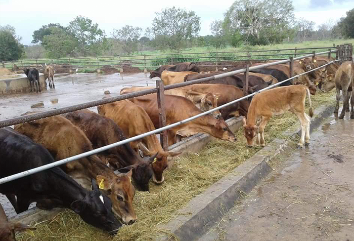 Melsiripura Farm
