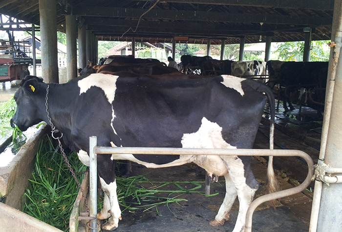 Melsiripura Farm