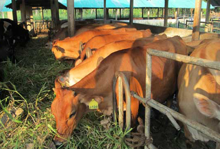 Nikaweratiya