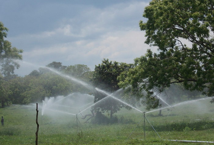 Ridiyagama Farm