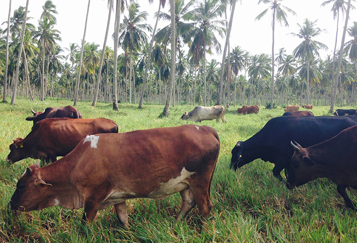 Siringapatha1 Farm
