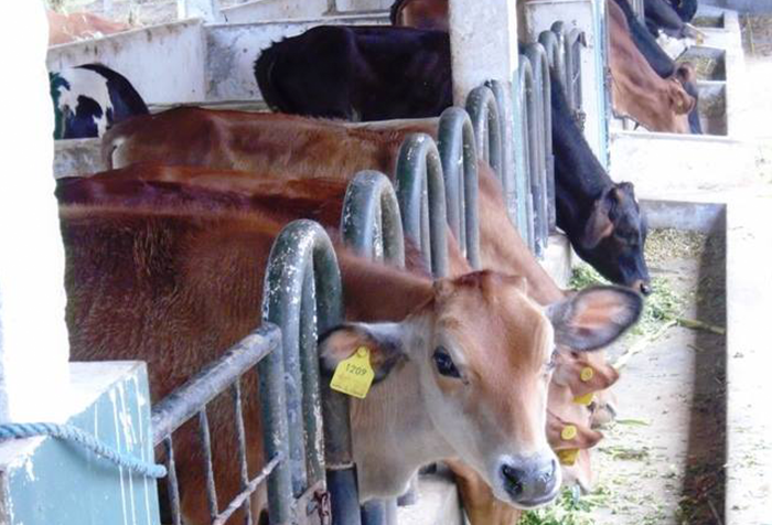 Siringapatha1 Farm