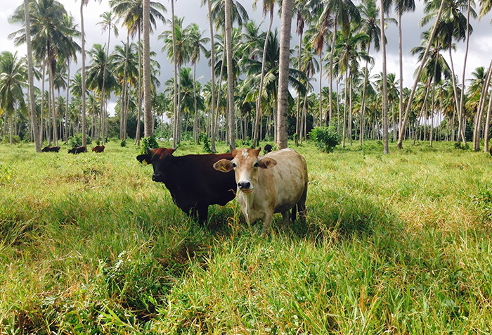 Rukkattana Farm