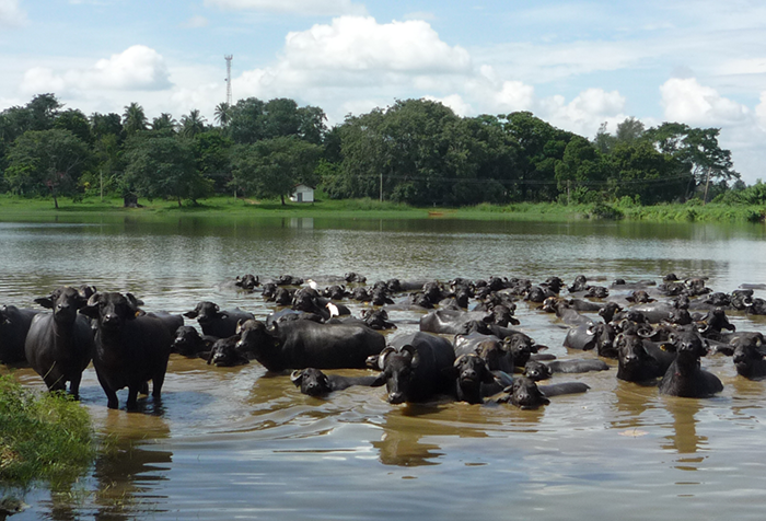 Polonnaruwa Farm