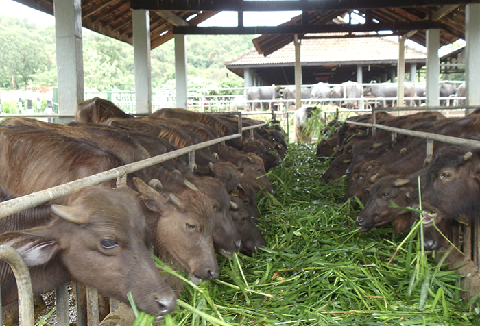 Polonnaruwa Farm