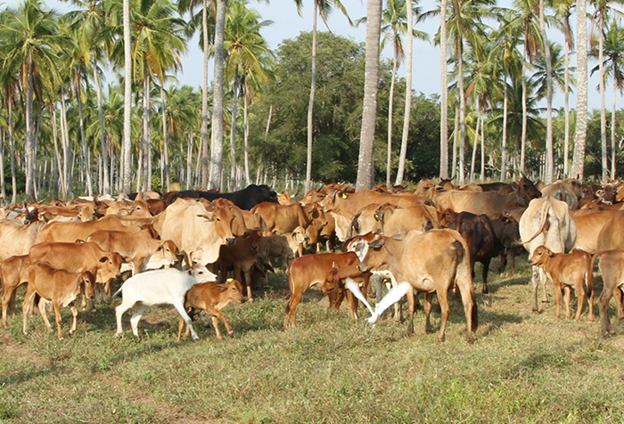 polonthalawa Farm