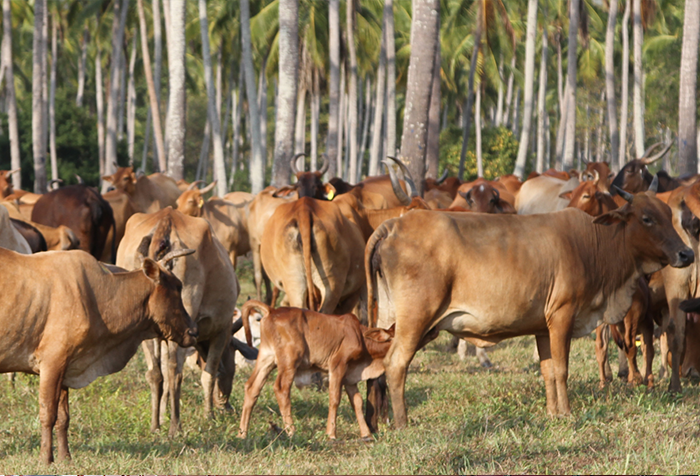 polonthalawa Farm