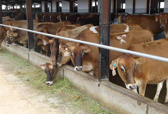 Mahaberiatenna Farm