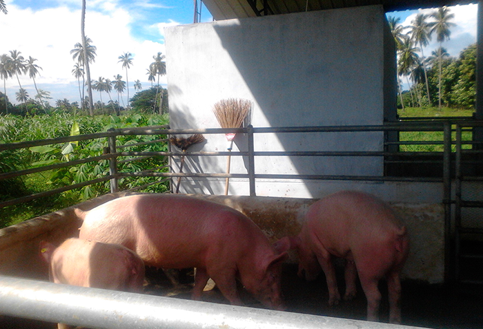 Mahaberiatenna Farm