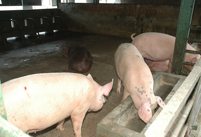 Mahaberiatenna Farm